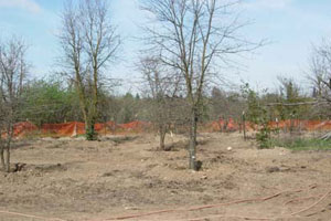 Transplanted oaks