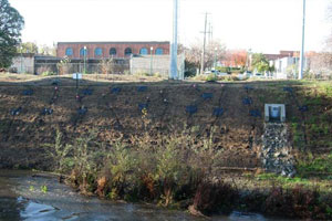 Seedlings on levee slope