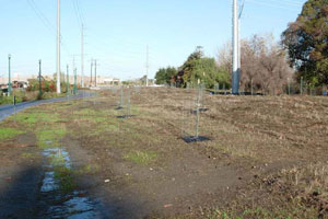 seedlings on bike trail